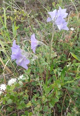 Polemonium acutiflorum