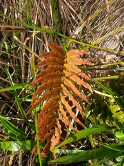 Blechnum montanum