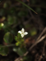 Galium perpusillum