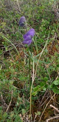 Aconitum delphiniifolium