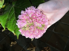 Dombeya wallichii