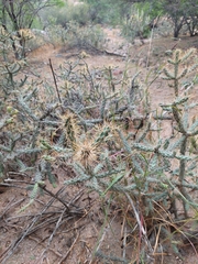 Cylindropuntia molesta