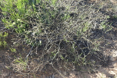 Leptomeria rubescens