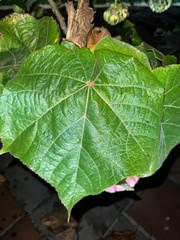 Dombeya wallichii