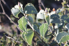 Hakea conchifolia