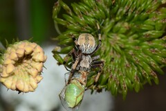 Salsa brisbanae