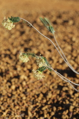 Pimelea sulphurea