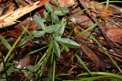 Glycine tabacina
