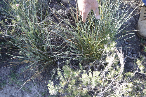 Image of Banksia subulata by no rights reserved