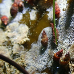 Membranipora membranacea