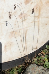 Luzula spicata