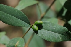 Wikstroemia indica