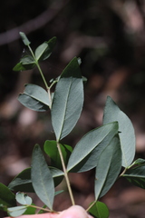 Wikstroemia indica