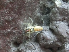 Cosmophasis lami