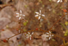 Micranthes ferruginea