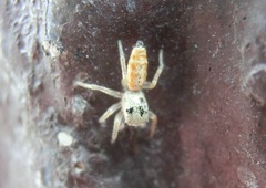 Cosmophasis lami