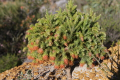 Darwinia neildiana