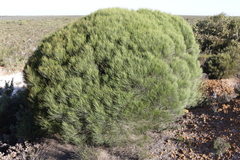 Allocasuarina campestris
