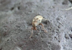 Araecerus