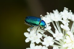 Diphucephala colaspidoides