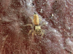 Cosmophasis lami