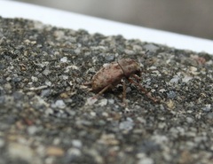 Araecerus