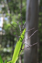 Cordyline stricta