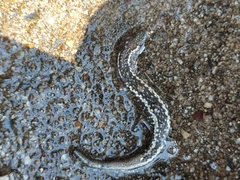 Cryptoblepharus pannosus