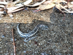 Cryptoblepharus pannosus