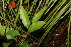 Cryptocarya microneura