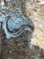 Cryptoblepharus pannosus