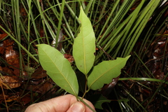 Cryptocarya microneura