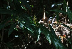 Alpinia arundelliana