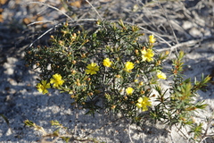 Hibbertia acerosa