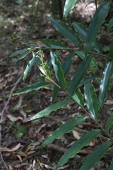 Alpinia arundelliana