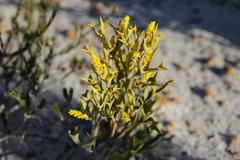 Synaphea spinulosa spinulosa