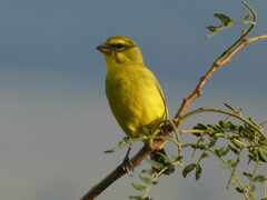 Crithagra sulphurata