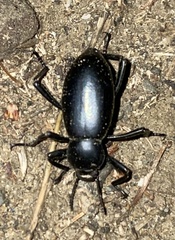 Eleodes armata