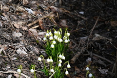 Leucojum vernum