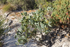 Hakea flabellifolia