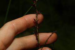 Schoenus brevifolius