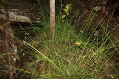 Schoenus brevifolius