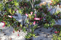 Astroloma microdonta