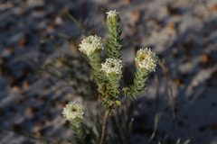 Pimelea imbricata