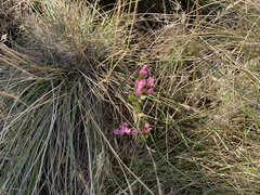 Centaurium