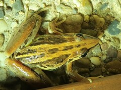 Litoria nasuta