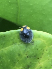 Apolinus lividigaster