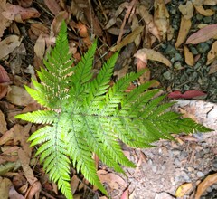 Parapolystichum microsorum