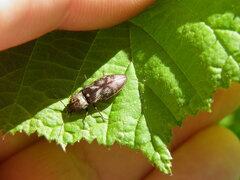 Prosternon tessellatum