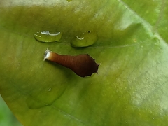 Graphium doson evemonides